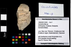 Foto (Objekt + Etikett) von Goniodromites sp.  (NHMW-GEO-1990-0041-3240)